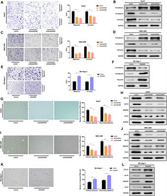 m6A Modification-Mediated DUXAP8 Regulation of Malignant Phenotype and Chemotherapy Resistance of Hepatocellular Carcinoma Through miR-584-5p/MAPK1/ERK Pathway Axis